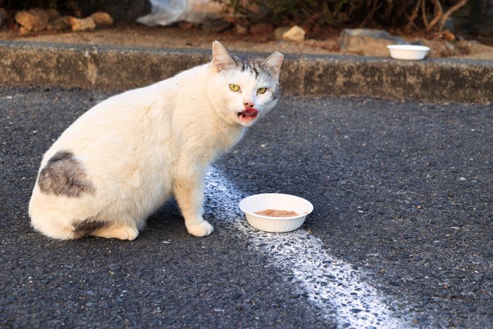 野良猫への餌やり