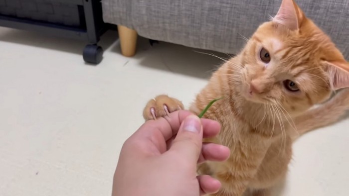 飼い主さんの持つ猫草をみる猫