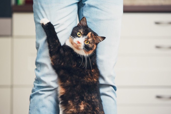 立ち上がって飼い主のズボンに手をかける猫