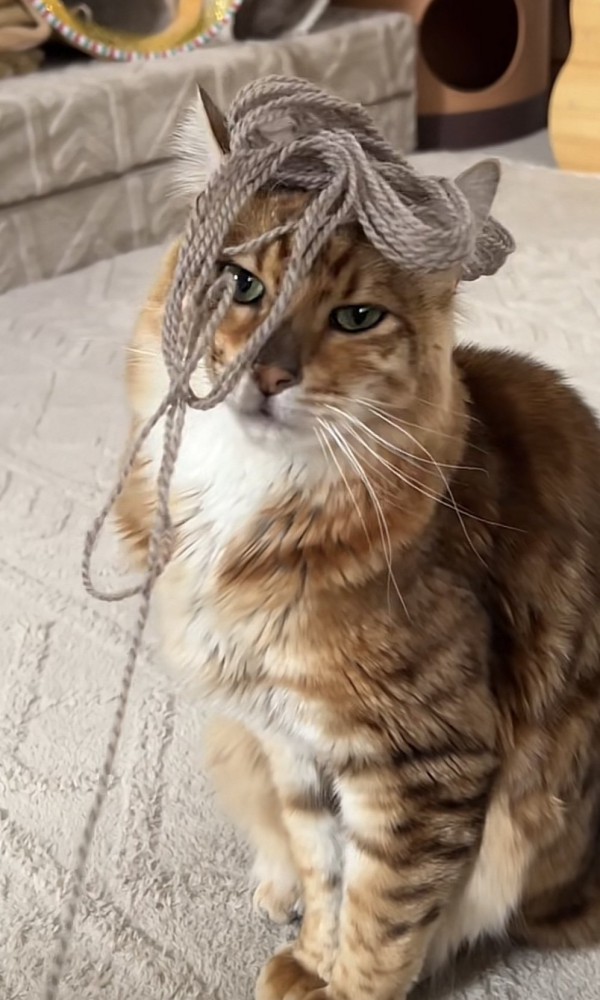 毛糸を頭に乗せた猫の写真3