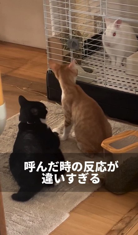 うさぎに話しかけるような仕草を見せる猫