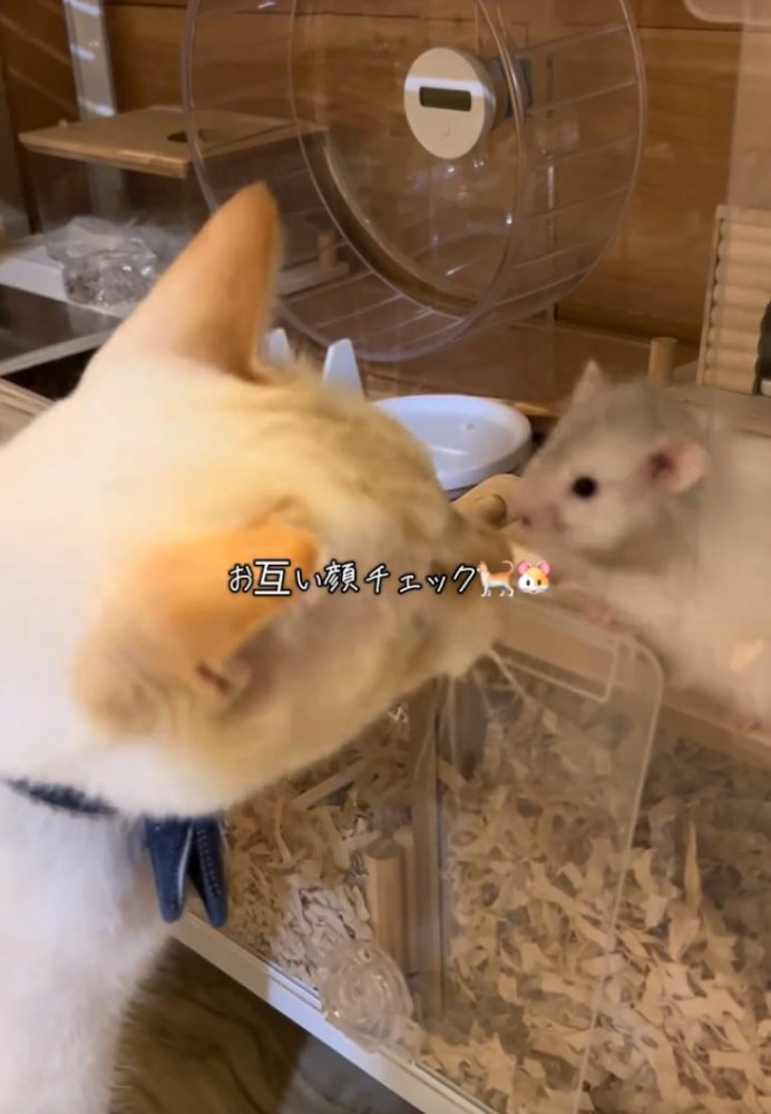 匂いを確認する猫