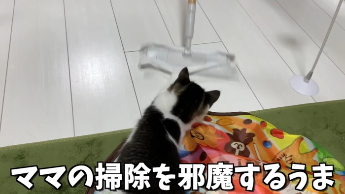 お掃除シートに前足を伸ばす猫