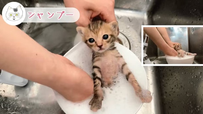 見開く子猫