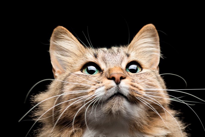 猫の顔のアップ