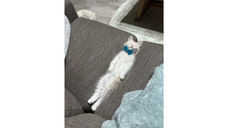 ソファで寝ている子猫