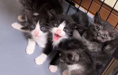 威嚇する子猫