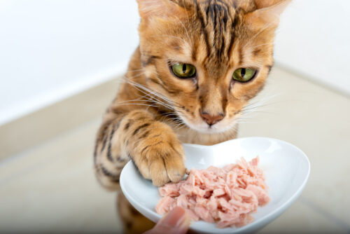 マグロを突く猫