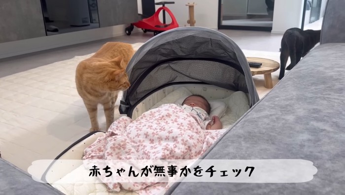 無事かチェック