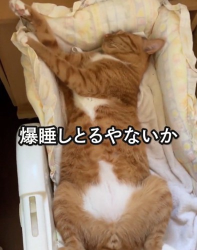 爆睡する猫
