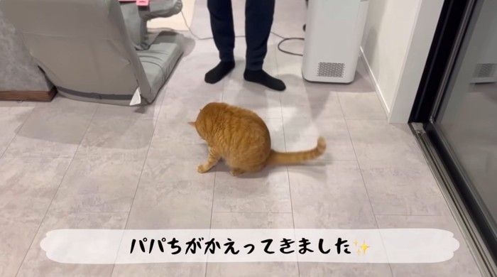 リビングにいる旦那さんととら猫