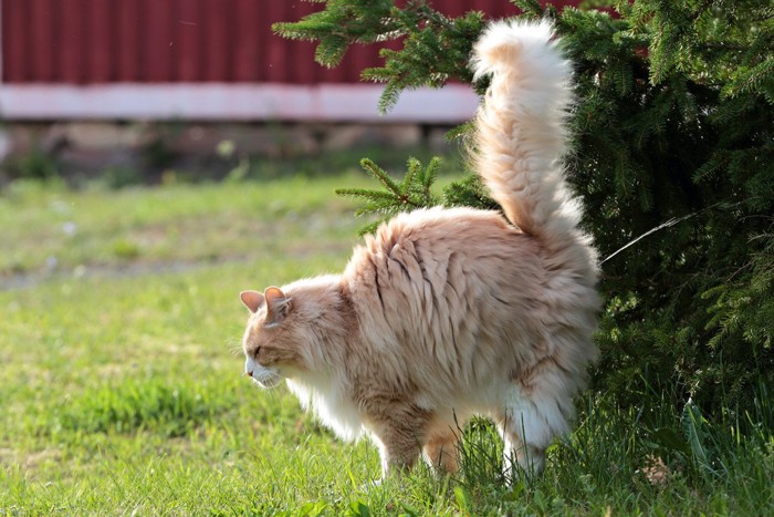 マーキングする猫