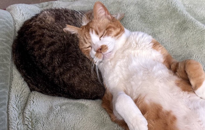 キジ白猫に頭を乗せて眠る猫