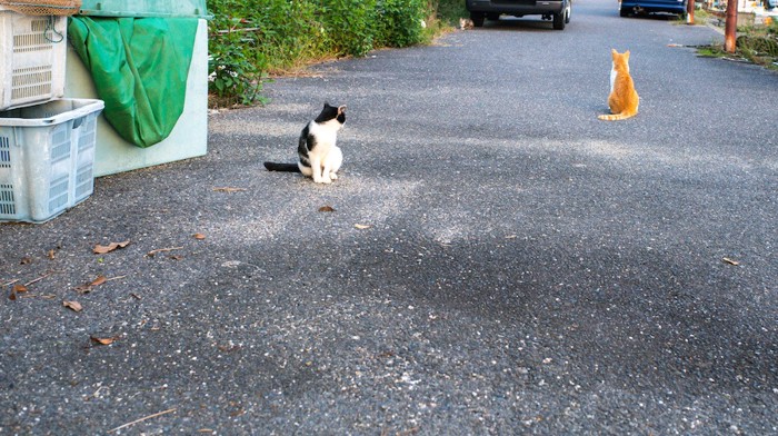 道路に座る二匹の野良猫