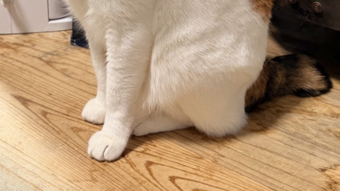 きちんとそろえた三毛猫の足元