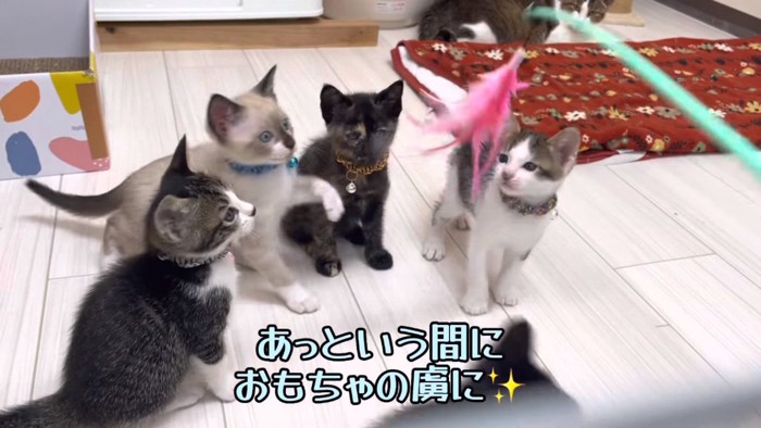 猫じゃらしで遊ぶ子猫