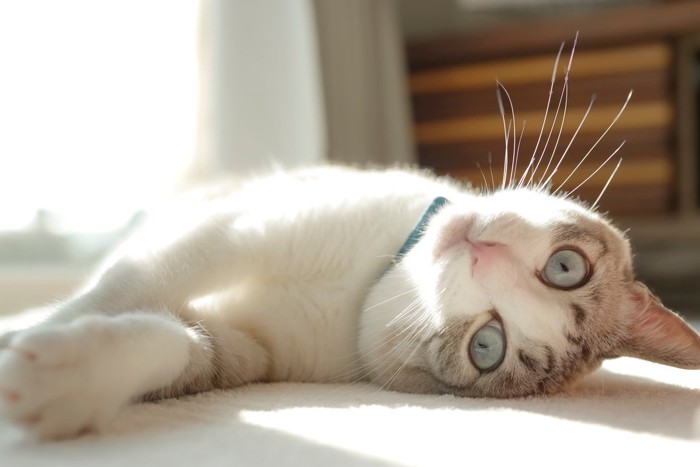 ごろ寝をする猫