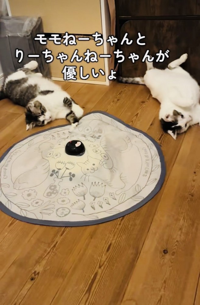 おもちゃで遊ぶ2匹の保護猫