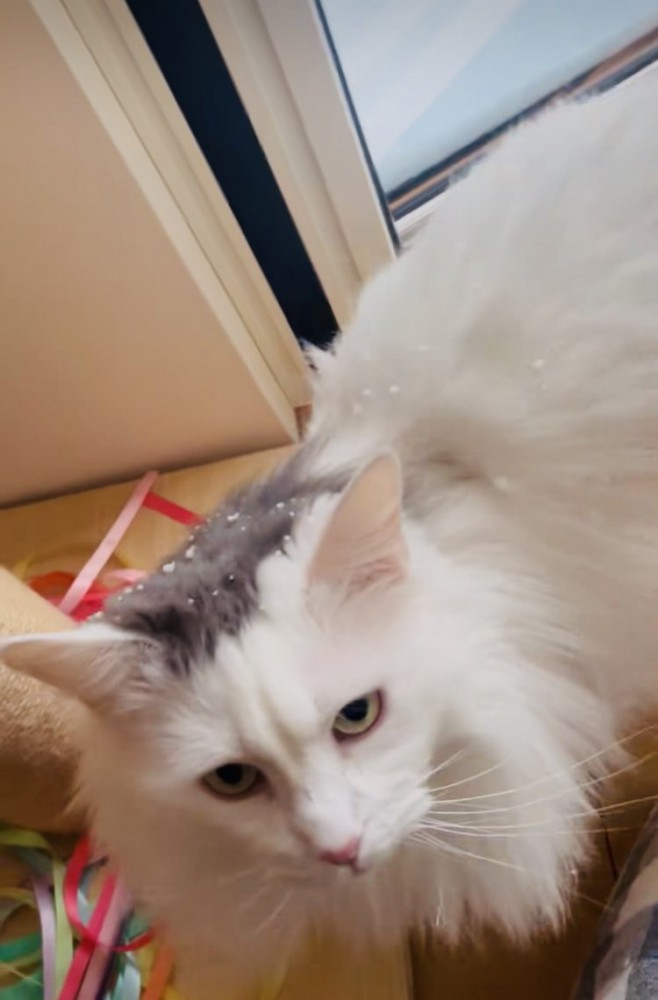 飼い主のほうを見るノルウェージャン