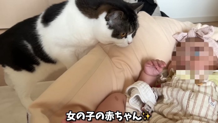 赤ちゃんをのぞき込む猫