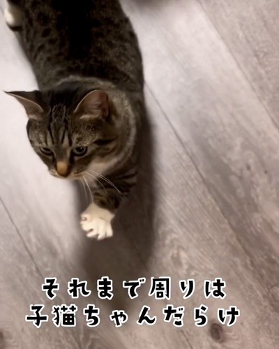 上から見た前足をあげる猫