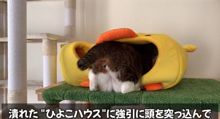 頭を突っ込む猫