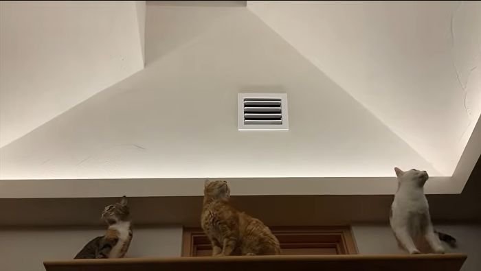 虫をねらう猫たち