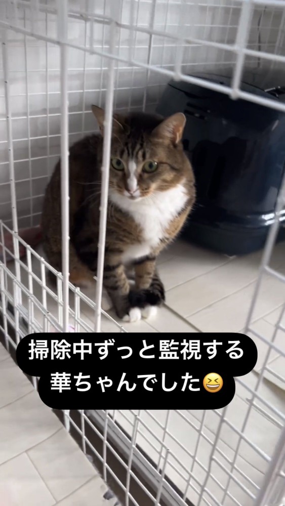 見つめる猫