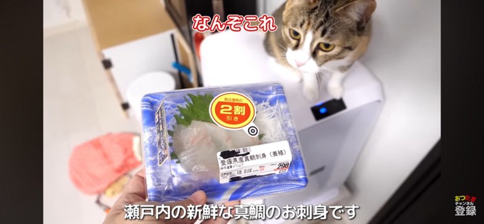 お刺身が気になる猫