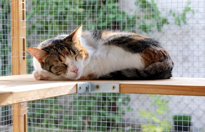 ケージの中でくつろぐ猫