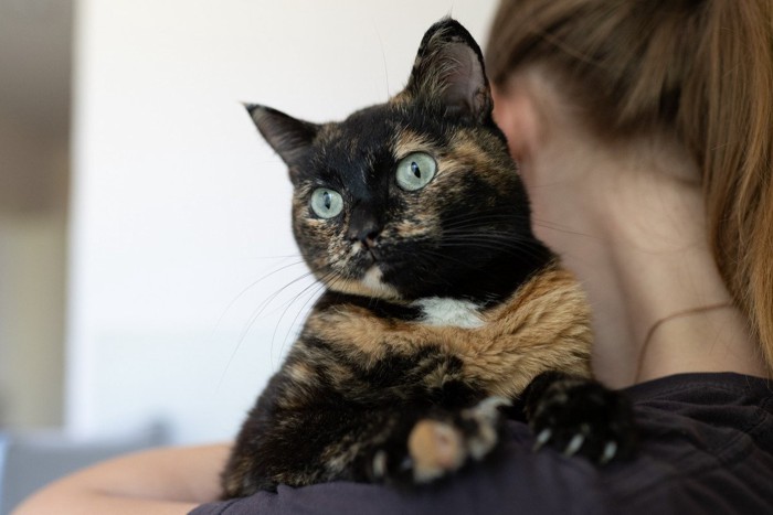 女性の方に乗るサビ猫