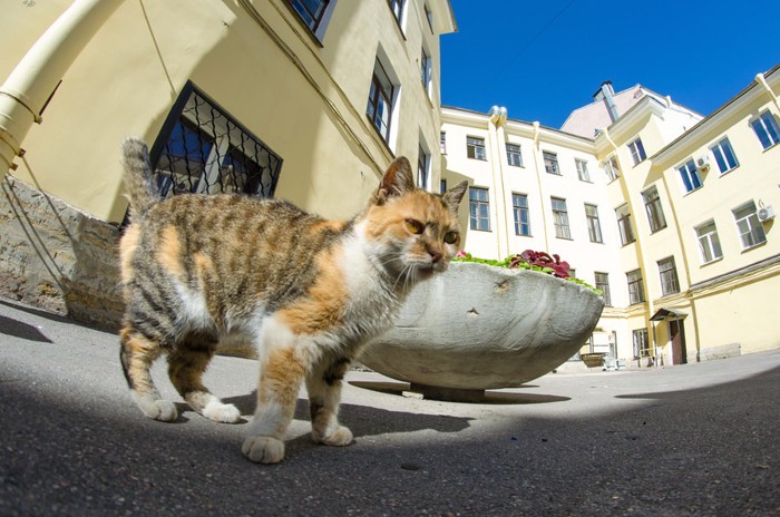 ヨーロッパの街並みと猫