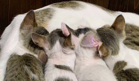 母猫のミルクを飲む4頭の子猫