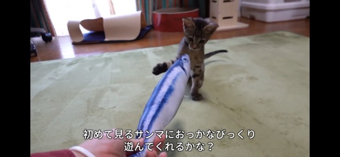 ぬいぐるみに飛びつこうとする子猫