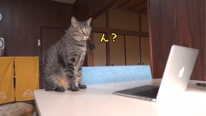 遠くを見つめる猫