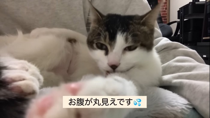 毛づくろいをする猫