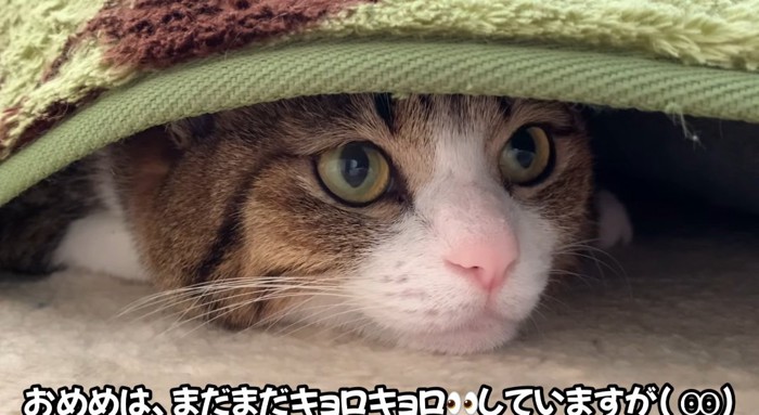 カーペットの中の猫