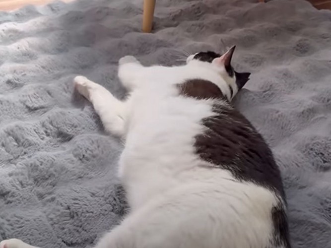 寝ている猫