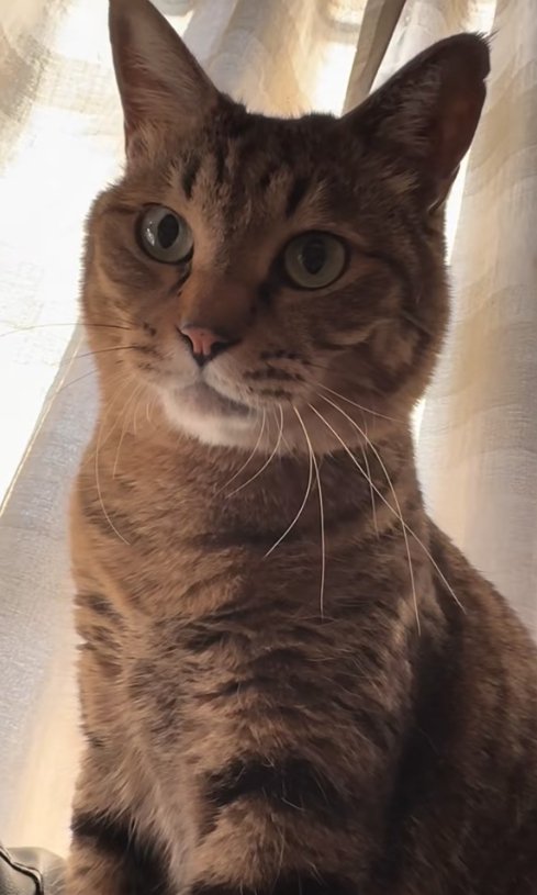カーテンの前でお座りをしている猫の上半身アップ