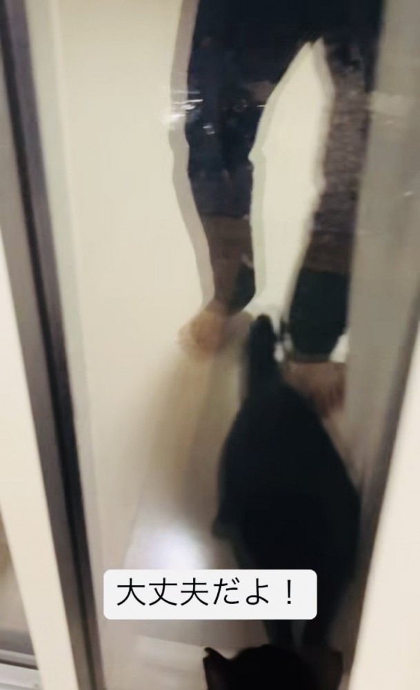 窓に向かって鳴き叫ぶ黒猫と猫を宥めるパパ