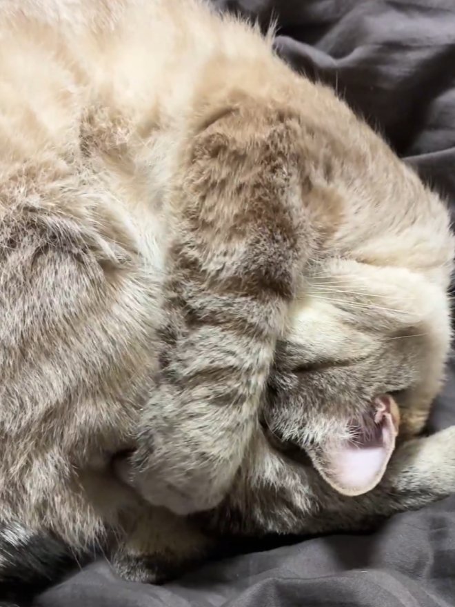顔をさらに深く入れて体を丸めて寝る猫
