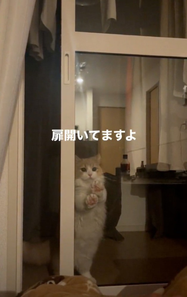 動きが停止する猫