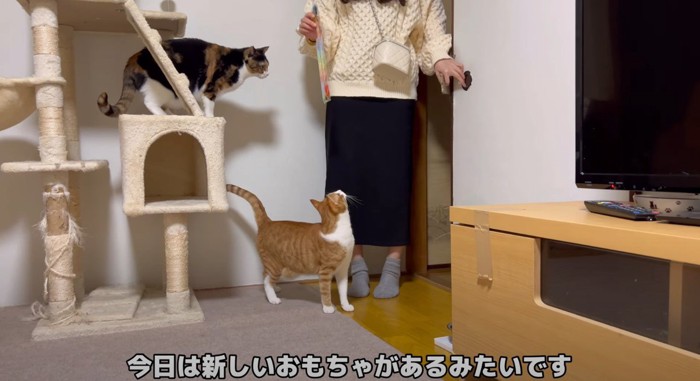 立っている女性と見上げる2匹の猫