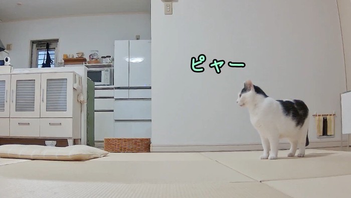 ピャー