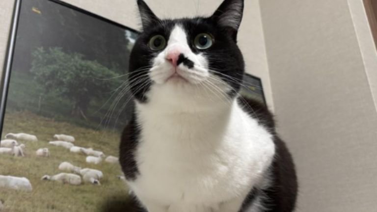 室内にいる猫