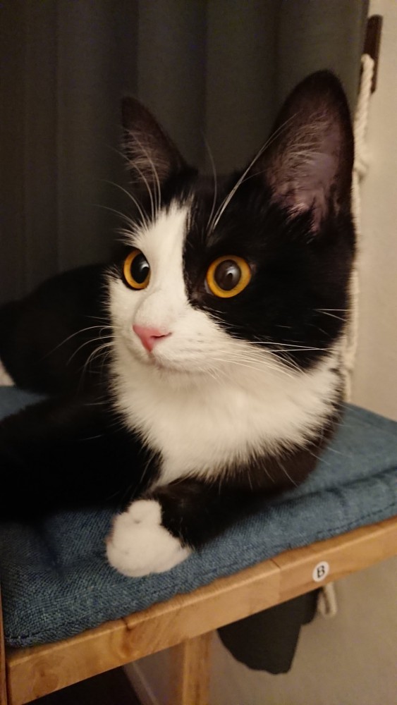 猫の横顔