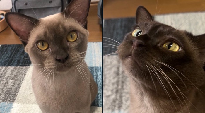 猫の比較投稿