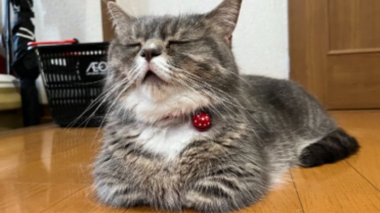 寝ている猫