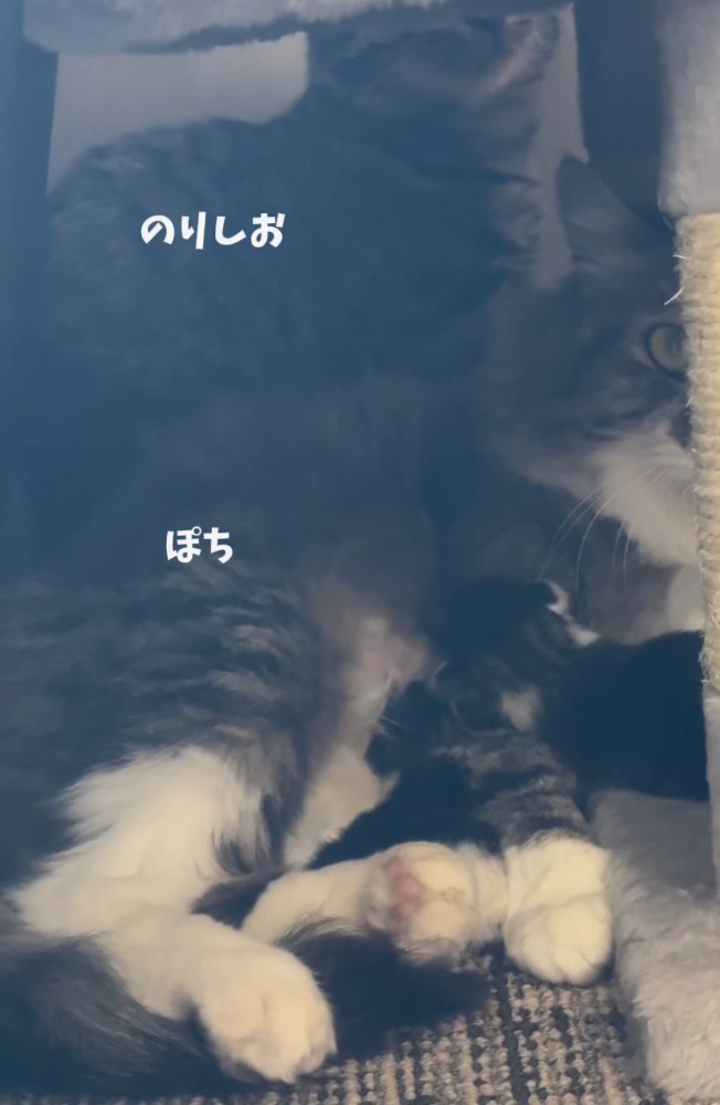 成猫と子猫