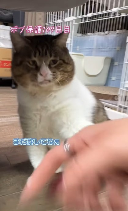 猫パンチ